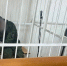 наркодилер на суде, фото УФСБ - О чём Говорит Смоленск