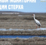 В Якутии стартовал осенний сезон народного мониторинга стерха - Минэкологии РС(Я)
