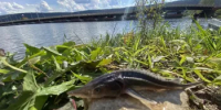 В Павловское водохранилище выпустили более 60 тысяч мальков стерляди - Минэкологии РБ