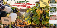 Яблоне и груше в сентябре - обязательно: 1 горсть под ствол - и деревья уйдут в зиму "сытыми" - IrkutskMedia.Ru