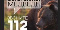 Памятка для жителей Уярского района: что делать при встрече с медведем.. - Уярский район
