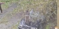 В Саранске дети прыгали на капоте «БМВ», чтобы стать крутыми! - Столица С