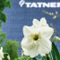 «Татнефть» пополнила портфель новым климатическим проектом - TatCenter.ru