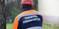 В Уфе в помещение залетела летучая мышь - Башинформ