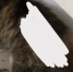 В Ростовском Донецке неизвестные облили кошку кислотой - DonDay.Ru