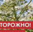 О необходимости борьбы  с борщевиком Сосновского и мерах ответственности. - Ковылкинский район