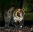 Полицейские застрелили агрессивного медведя в Красноярске - Комсомольская Правда