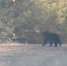 В поисках жилья амурчане встретили медведя видео - Amur.Life