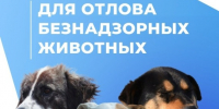Куда обращаться для отлова безнадзорных животных?. - Вейделевский район
