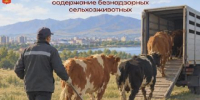 ️Объявлен открытый конкурс на отлов и содержание безнадзорных сельскохозяйственных животных в г. Кызыле. - Администрация г. Кызыл
