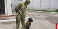 «Нашел в подвале боеприпасы ополченцев»: как собаки Росгвардии по Воронежской области несут службу в зоне боевых действий - РИА Воронеж