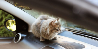 Девять животных нашли в неправильно припаркованных авто с начала года в Москве - M24.Ru