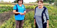 С наступлением осени в нашем округе стартовала замечательная акция «Добрый огород». - Ракитянский район