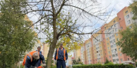 В Обнинске срежут 17 деревьев - Калужский перекрёсток
