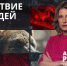Медведи всё чаще выходят к людям: какова вероятность встречи с хищником в Ленобласти? - ЛенТВ24