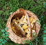 Грибников ловят и штрафуют: новые правила сбора грибов в Ленинградской области с сентября 2026 - Neva.Today