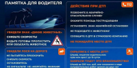 На дорогах Северо-Запада повышается риск ДТП с участием сохатых - Мурманский вестник