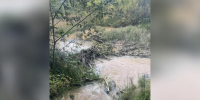 В Кингисеппском районе из-за плотины бобров вода вытекла к домам - Петербургский дневник