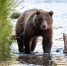 Фото: Tony Campbell/Shutterstock/Fotodom - Ямал-Медиа