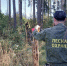 Всё под контролем: в Истринском филиале обследовали 400 гектаров леса - Газета Истра сегодня