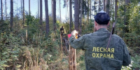 Всё под контролем: в Истринском филиале обследовали 400 гектаров леса - Газета Истра сегодня
