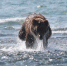 Тематическое фото Игорь Чёрный, ИА MagadanMedia.ru - KamchatkaMedia.Ru