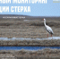 Якутян приглашают присоединиться к народному мониторингу миграции стерха - Правительство Республики Саха (Якутия)