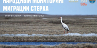 Якутян приглашают присоединиться к народному мониторингу миграции стерха - Правительство Республики Саха (Якутия)