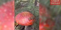 Сказка под окнами стоматологии: в Благовещенске у елочки выросли два идеальных мухомора (ВИДЕО) - Asn24.Ru