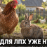 Больше десяти кур или кроликов? Владельцам ЛПХ уже нужно поставить животных на учёт - Газета Задонская правда