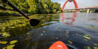 Новосибирцы на Обском море наткнулись на редких пресноводных медуз - КП-Новосибирск
