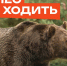 Осторожно, медведи!. - Козульский район