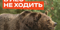 Осторожно, медведи!. - Козульский район