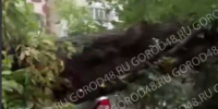Дерево упало на парковку с автомобилями в Липецке - МОЁ! Липецк
