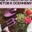 Как подготовить многолетние цветы к осеннему сезону - Калтасинский район