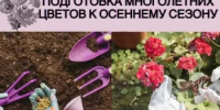 Как подготовить многолетние цветы к осеннему сезону - Калтасинский район