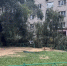 Дерево рухнуло на парковку и оборвало провода во дворе жилого дома в Воронеже - ГТРК Воронеж