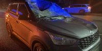 На трассе «Тамбов-Пенза» под колеса авто выскочил лось - Комсомольская Правда