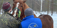 Колики у лошади: база, которую нужно знать - Управление ветеринарии