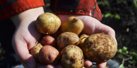 Образовательные учреждения Кузбасса на 90% обеспечены продуктами местных производителей - ТК Кузбасс Первый