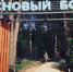 В Лысых Горах непроходимый сосновый бор превратили в зону отдыха - Правительство Саратовской области