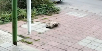 На орловца возбудили дело об убийстве собаки - OrelGrad.Ru