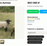 За 550 тысяч племенных баранов из Англии продают в Воронежской области - Обозреватель.Врн