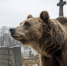 Медведи-людоеды вышли на охоту за россиянами на кладбищах - MosRegToday.Ru