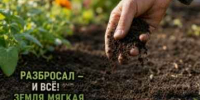 "Коломбо" — прошлый век: в 2027 году посажу только этот сорт картофеля — хранится вечно, а вкус вне конкуренции - ChitaMedia