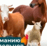 Обработка сельскохозяйственных животных. - Город Ровеньки