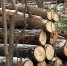 Плановая вырубка леса в Каширском районе - MosRegToday.Ru