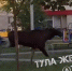 В Туле лось устроил забег по дворам - Молодой коммунар