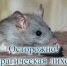 ГЛПС (мышиная лихорадка) - Сеченовский муниципальный округ