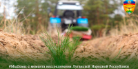 #МыДома: общими усилиями сохраняем и приумножаем лесные богатства для будущих поколений - Минприроды ЛНР